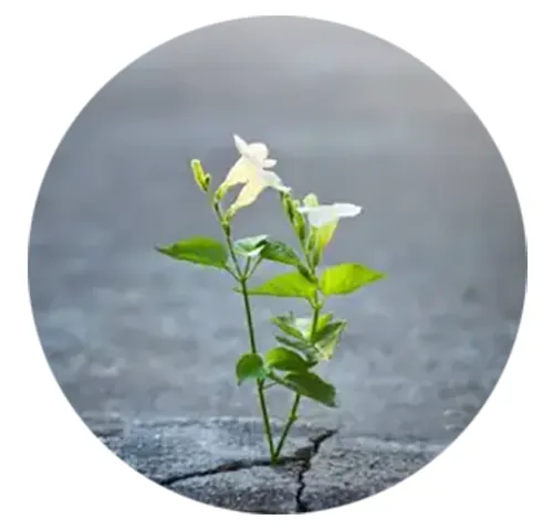 Fiore Attività AVIS nelle Scuole